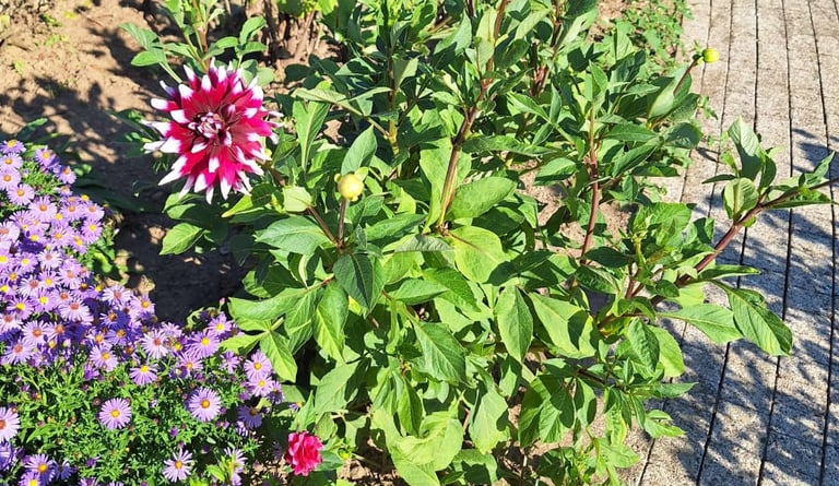multiple healthy and well maintained plants