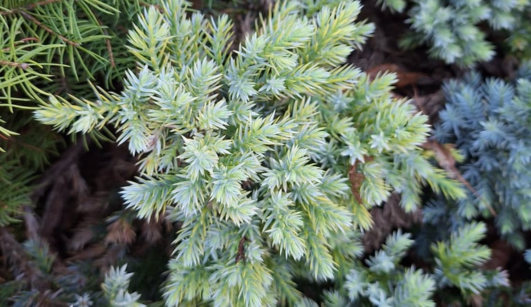 a well growing plant that isn't damaged by deer