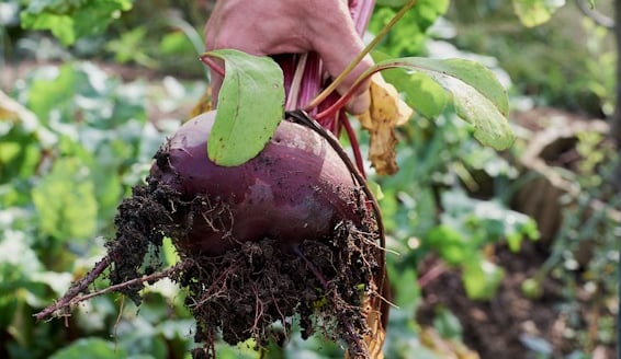 one Beet plant getting harvested