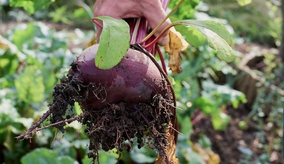 a person that is harvesting a big Beetroot plant