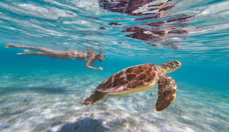 plongée avec les tortues à st barthélémy dans le lagon photographes privés expéditions plongée