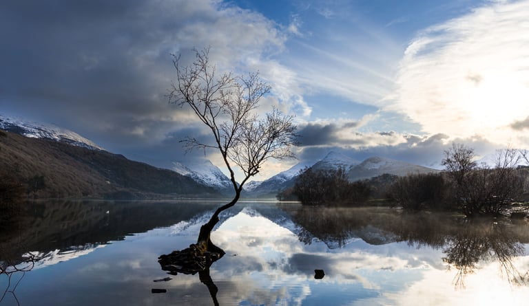 Lone birch tree reflecting in Llyn Padarn lake with snow-capped Snowdonia mountains under a cloudy sky.