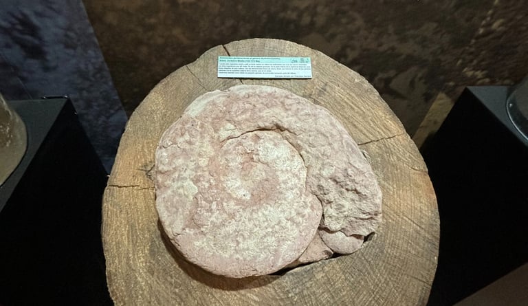 Fósil Santa Rita