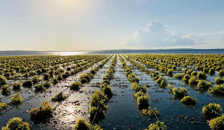 Seaweed farming in alor
