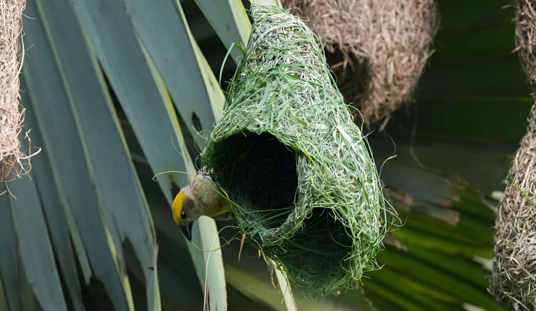 Male Baya Weaver weaving grass to construct a nest.