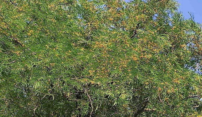 Flowering Wild Tamarind Tree in Rural India β Natural Source of Forest-Grown Imli