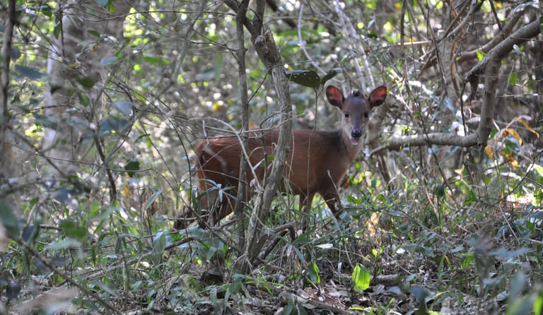Deer in the Isimangaliso wetland park, St Lucia, South Africa