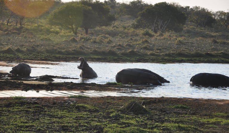 Hippo in the Isimangaliso wetland park, St Lucia, South Africa