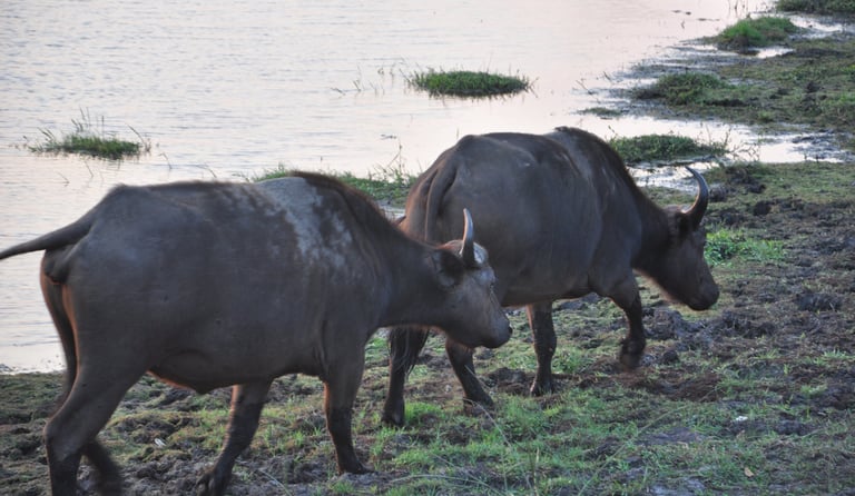 cape buffalo in the Hluhluwe and Umfolozi game park, South Africa