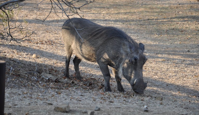 Wild boar in the Hluhluwe and Umfolozi game park, South Africa