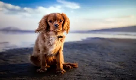 florida-dog-beaches
