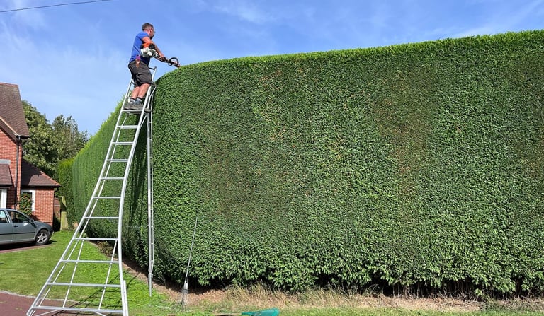 Conifer hedge cutting in County Durham (ladder work)