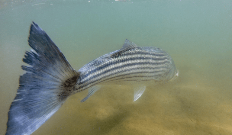 Shallow mud flat striped bass