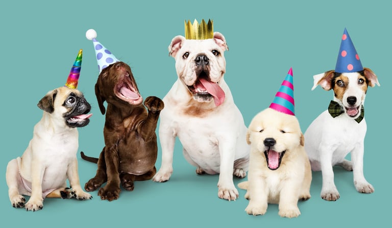 Variety of dogs with party hats