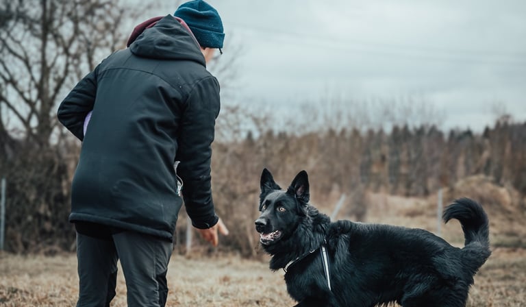 šuo laukia apdovanojimo