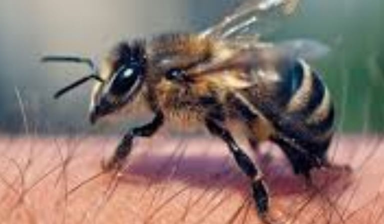 Apitherapy