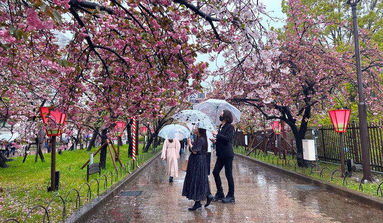 Cherry Blossoms Japan / Sakura Japan / Osaka Mint Bureau Cherry Blossom / Springtime Rain in Osaka Japan