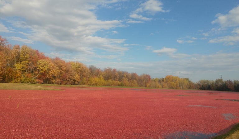 bassin de canneberges