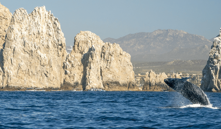 Arco de Cabo San Lucas com uma baleia saltando ao fundo