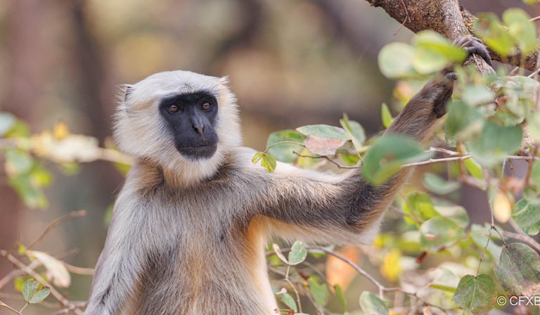 langur near mohana river