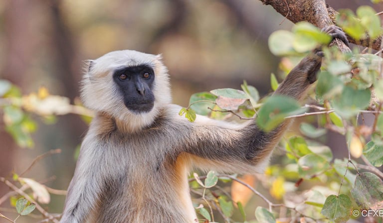 langur dans le pa National de Bardiya