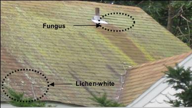 A brief overview of identifying the Algae, Moss, Lichen and Fungus Growth that may be growing on your roof