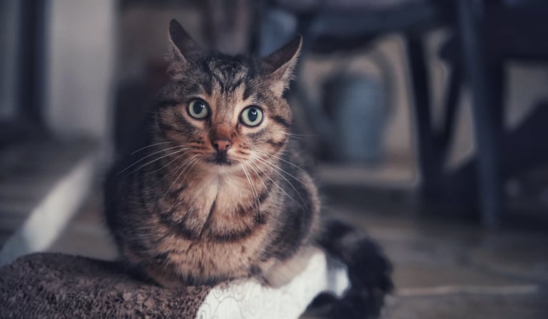 Un chat qui regarde vers nous surpris