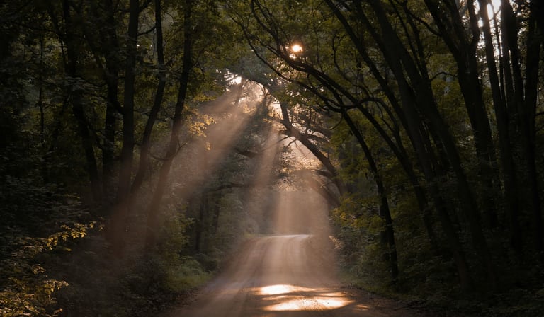 Sentiero immerso in un bosco con raggi di sole che filtrano tra gli alberi, simbolo di introspezione