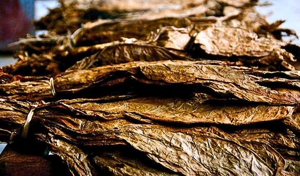 Tobacco leaves