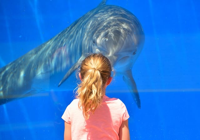 a girl in a pink shirt is looking at a dolphin in oceanographic, Valencia
