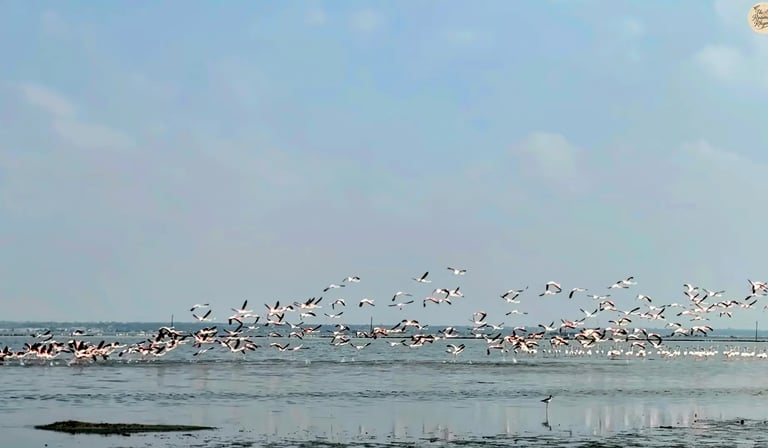 Pink flamingos in flight over Sambhar Lake.
