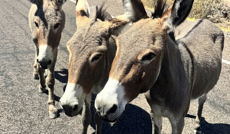 BLM Approves Lake Pleasant Burro Removal: The Ecological Math
