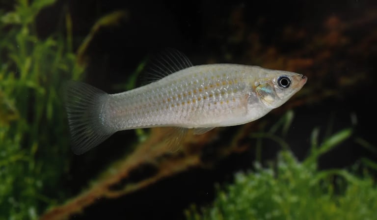 A fish that clones itself for 100,000 years shouldn't exist. Scientists found the genetic trick keeping it alive 
