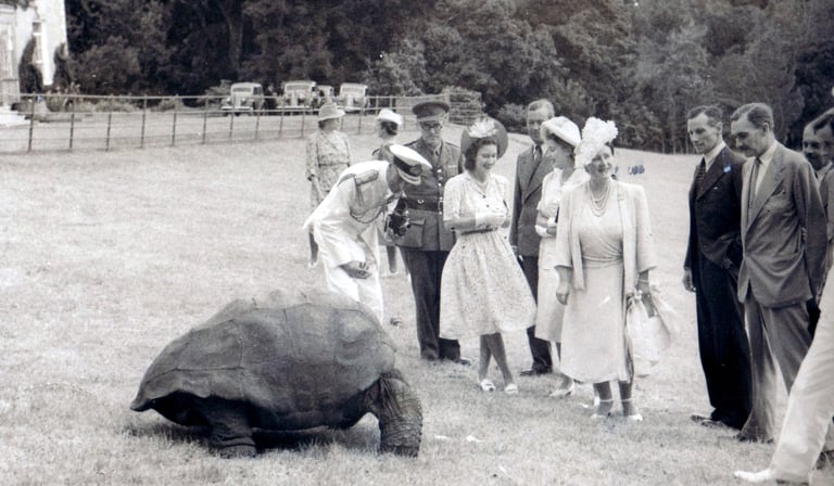 Jonathan the tortoise photographed on the lawn at Plantation House, Saint Helena