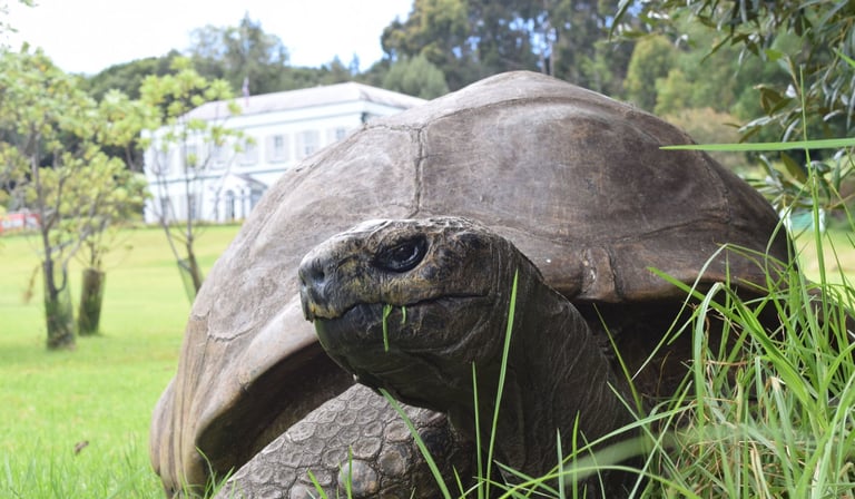 Jonathan the tortoise photographed on the lawn at Plantation House, Saint Helena