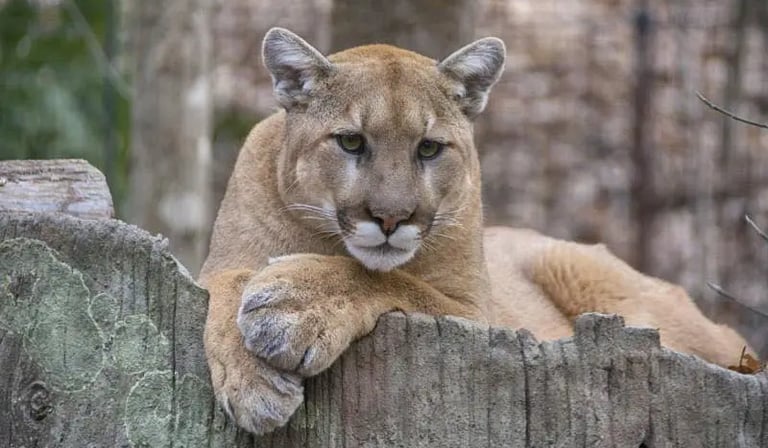 A Mountain Lion Walked Into Palo Alto. Here's What It Signals.