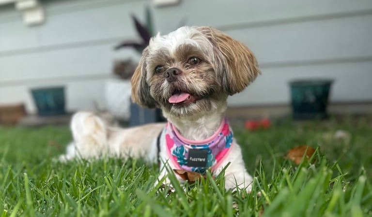 dog in green grass