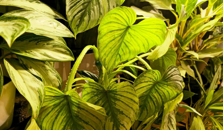 Philodendron mamei silver cloud plant that has wilted due to underwatering