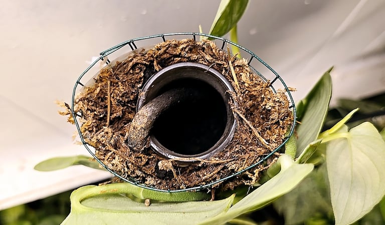 DIY self watering moss pole