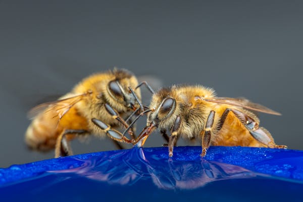 bees drinking water