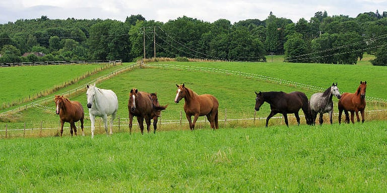Des chevaux broutent dans un pâturage verdoyant, collines et arbres en fond
