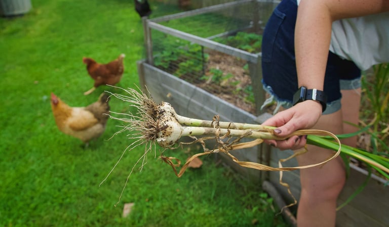  Select item File name:  image-of-back-yard-gardening