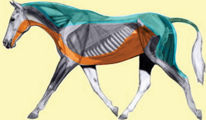 hyoid apparatus as pulley system for horse