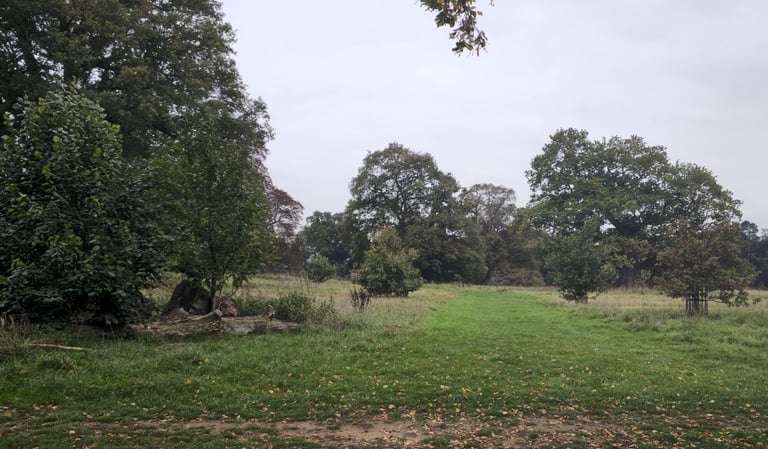 Open green field with mature trees and a dead log