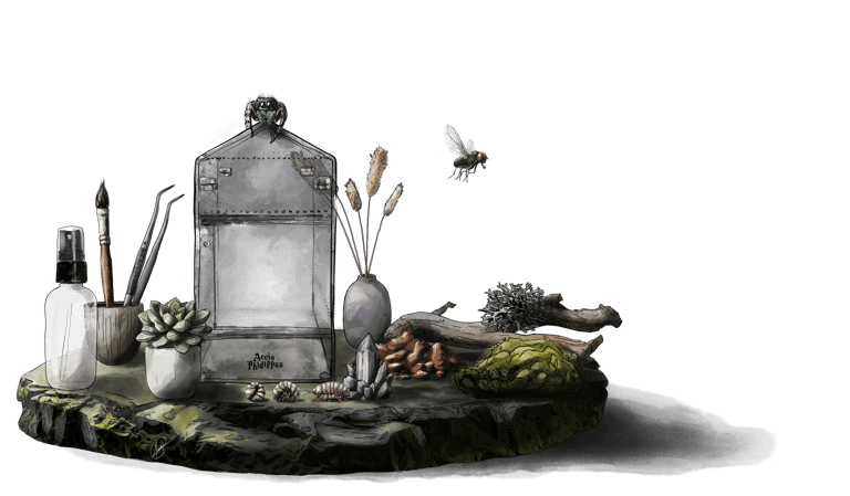 phidippus regius - adopter une phidippus regius - kit phidippus regius