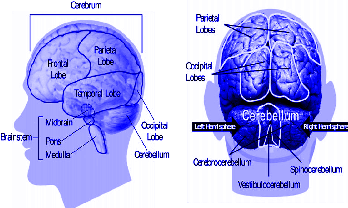 The Human Brain.