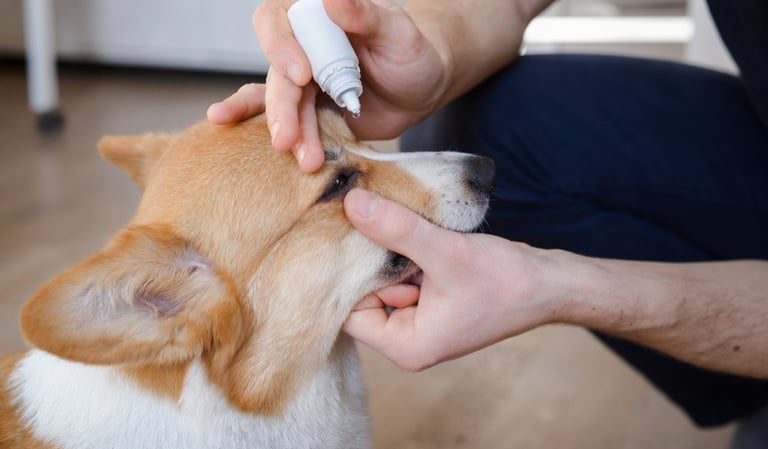 Bruine Corgi krijgt voorzichtig oogdruppels toegediend in een klinische omgeving