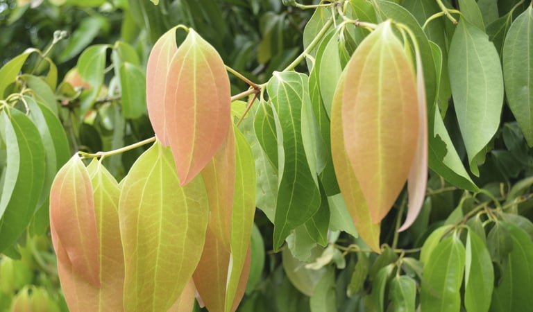 cinnamon