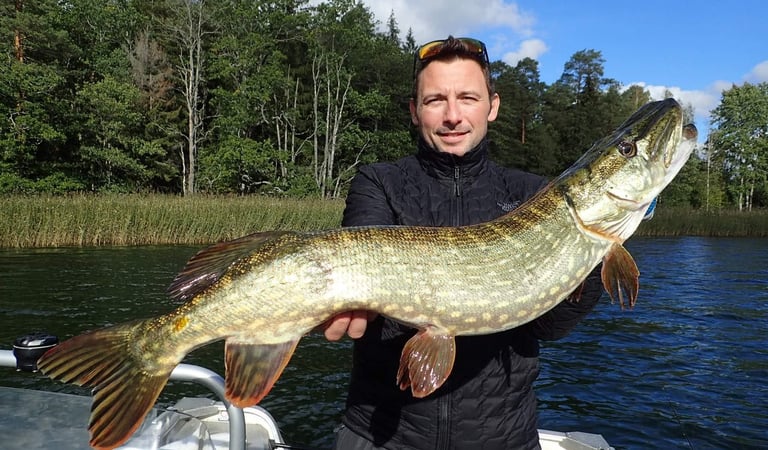 un homme a pêché un brochet en suède, gros plan sur la ligne latérale du brochet.