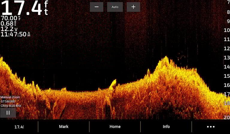 donw image of bass above bottom